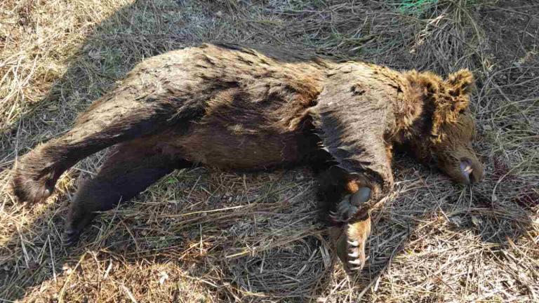 Νεκρή αρκούδα από δηλητηριασμένο δόλωμα - "Τριγυρνούσε" περιμετρικά της Φλώρινας