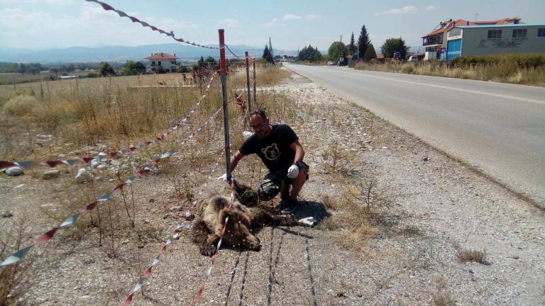 Θεσσαλονίκη: Ακόμη μία αρκούδα νεκρή σε τροχαίο