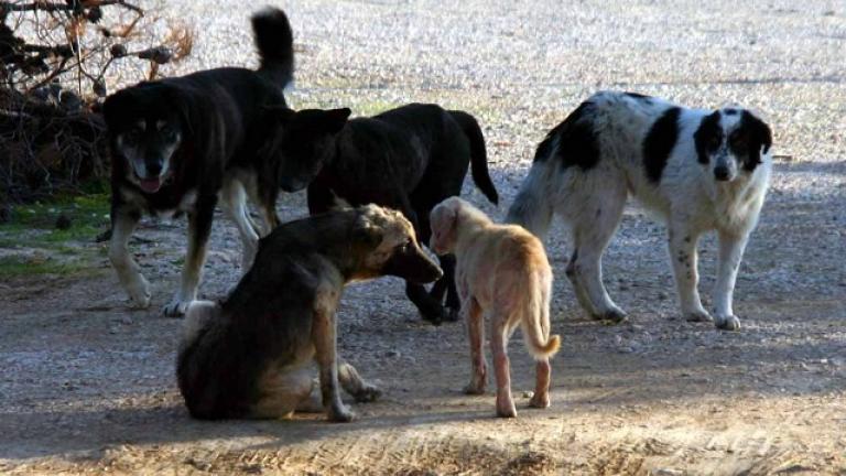 Άρπαξε το κουπί από τη βάρκα και άρχισε να χτυπά αδέσποτα σκυλιά!