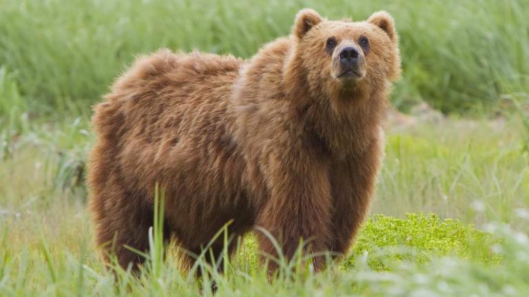 Ρουμανία: Οι αρχές σκότωσαν αρκούδα επειδή δεν κατάφεραν να την ναρκώσουν!