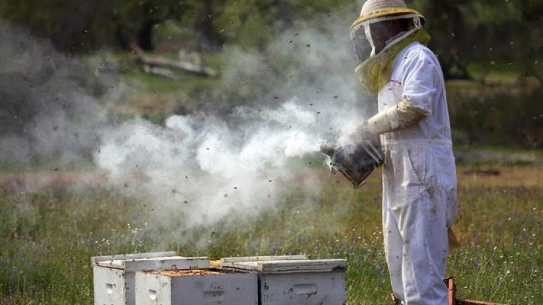 Επτά μήνες φυλακή σε μελισσοκόμο που έβαλε φωτιά στο δάσος «καπνίζοντας» μέλισσες