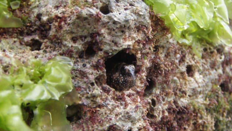 Τα ψάρια βγαίνουν στη στεριά και αφήνουν την θάλασσα (BINTEO)