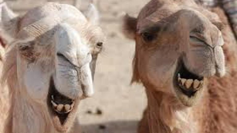 Για ποιον λόγο τοποθετούν στις καμήλες πινακίδες κυκλοφορίας
