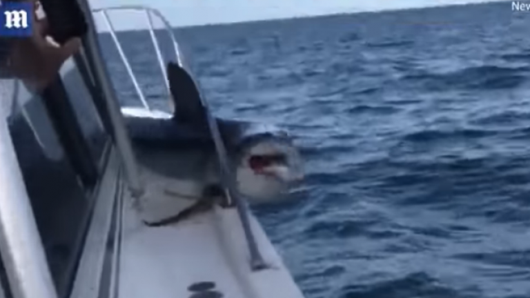 ΣΟΚ! Καρχαρίας πήδηξε σε σκάφος και παγιδεύτηκε (ΒΙΝΤΕΟ)
