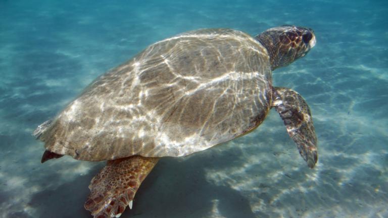 Σύλληψη δύο ατόμων στη Λεμεσό οι οποίοι παραδέχθηκαν ότι σκότωσαν και τεμάχισαν χελώνα καρέτα-καρέτα