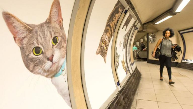 Γάτες παντού στο μετρό του Λονδίνου