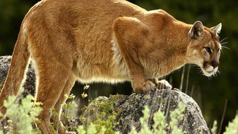 Μία μητέρα πάλεψε με λιοντάρι κι έσωσε τον πεντάχρονο γιο της