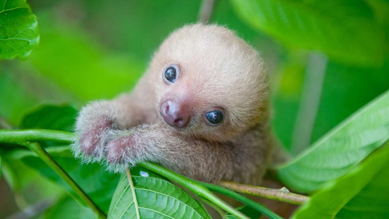 Υιοθετείστε ένα sloth, μπορείτε! 