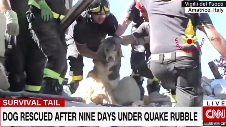 Σεισμός στην Ιταλία: Οι πυροσβέστες έβγαλαν ζωντανό έναν σκύλο από τα χαλάσματα στη Νόρτσια (ΦΩΤΣεισμός στην Ιταλία: Οι πυροσβέστες έβγαλαν ζωντανό έναν σκύλο από τα χαλάσματα στη Νόρτσια (ΦΩΤΟ+ΒΙΝΤΕΟ)