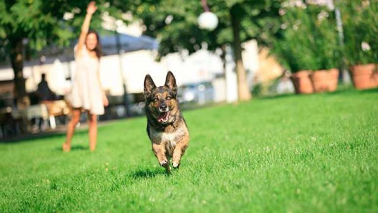 Δύο πάρκα αναψυχής για σκύλους ετοιμάζει ο δήμος Ιλίου!