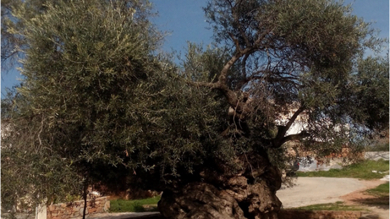 Το δέντρο στην Ελλάδα που φιλοξενεί εκκλησία