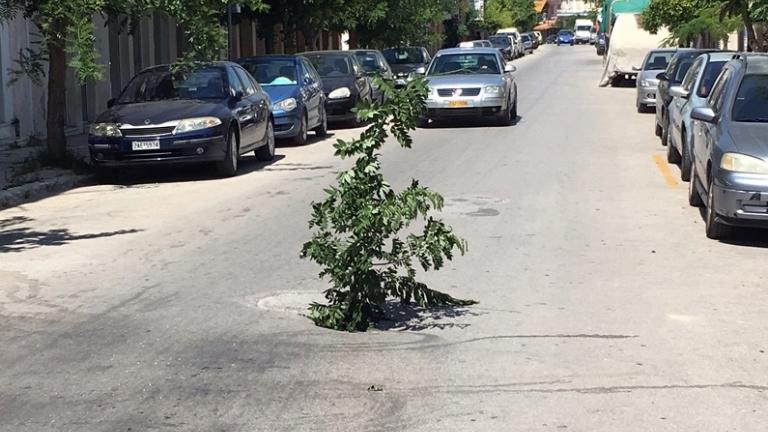 Φύτεψαν δέντρο σε λακούβα σε ελληνικό δρόμο για να μην πέφτουν μέσα τα αυτοκίνητα