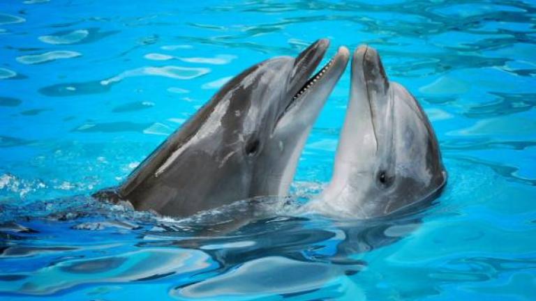 Για πρώτη φορά οι επιστήμονες κατέγραψαν συνομιλία δύο δελφινιών!