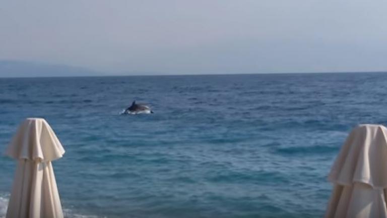 Οι πρωινοί λουόμενοι σε παραλία της Ακράτας βρέθηκαν μπροστά σε μια ευχάριστη έκπληξη (ΒΙΝΤΕΟ)