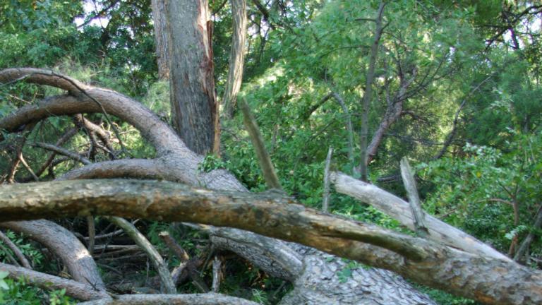 Πέλλα: Ηλικιωμένος καταπλακώθηκε από δένδρο και έχασε τη ζωή του!