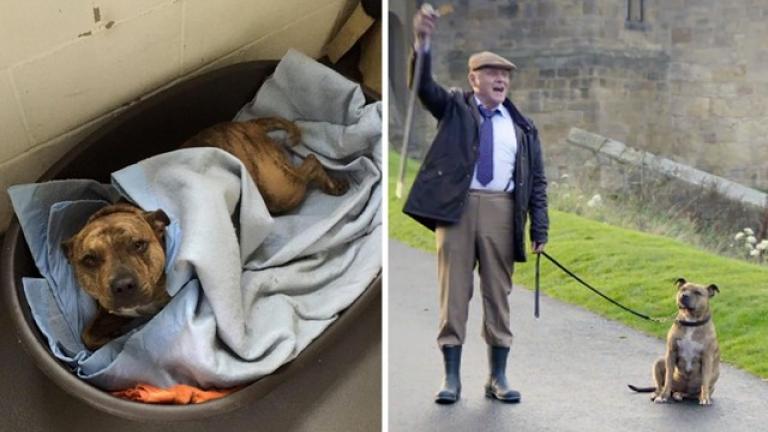 Ο πιο μοναχικός σκύλος του κόσμου παίζει στο νέο σίκουελ των Τρανσφόρμερς και βρήκε σπιτάκι!