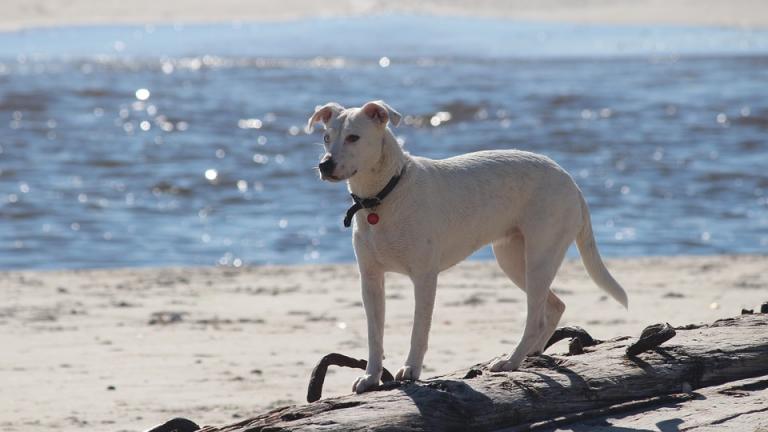 Αυτές είναι οι Pet Friendly παραλίες 