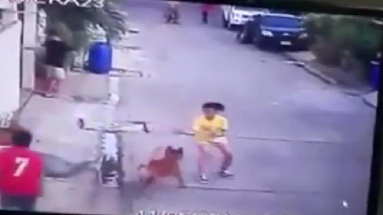 Σκυλί επιτέθηκε με μανία σε κοριτσάκι - Το δάγκωσε στο πρόσωπο (ΒΙΝΤΕΟ)