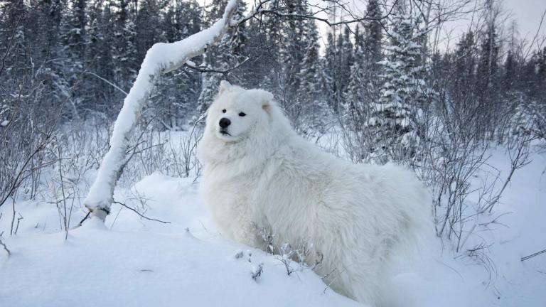 Σκύλος στο κρύο και στο χιόνι; Δείτε πώς να τον προστατεύσετε! 