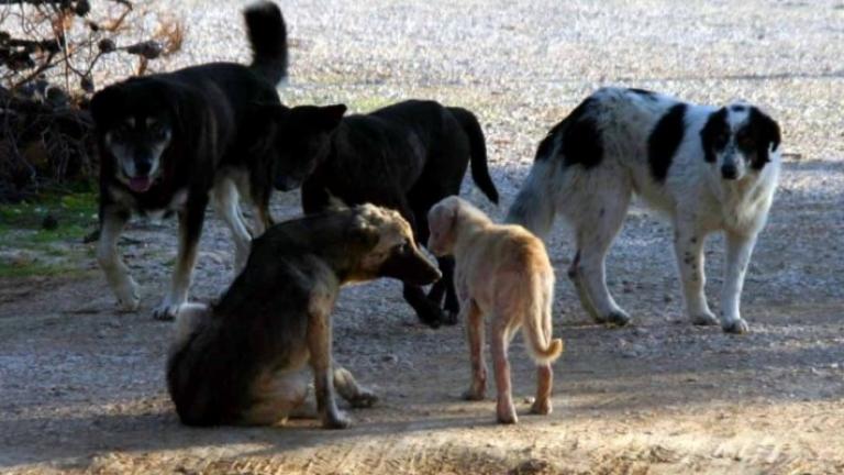 Δοχεία νερού για τα αδέσποτα σε 42 σημεία της Αθήνας