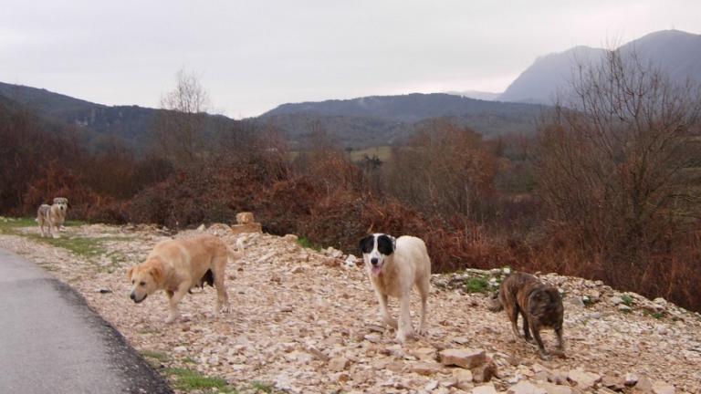 Άγρια επίθεση από τσοπανόσκυλα σε τρία κοριτσάκια στην Καρδίτσα