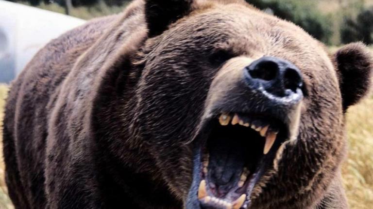 Σοκαριστική περιγραφή άνδρα για την επίθεση από αρκούδα (ΒΙΝΤΕΟ&ΦΩΤΟ)