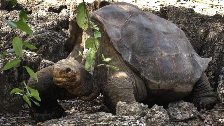 Ανακάλυψη: Αυτός είναι ο πρόγονος όλων των ζώων στον πλανήτη