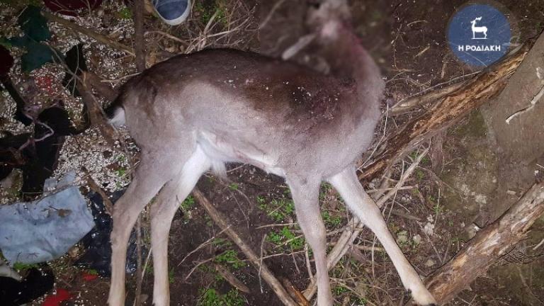 Σοκ στη Ρόδο-Νεκρά 14 ελάφια από κυνηγετική καραμπίνα