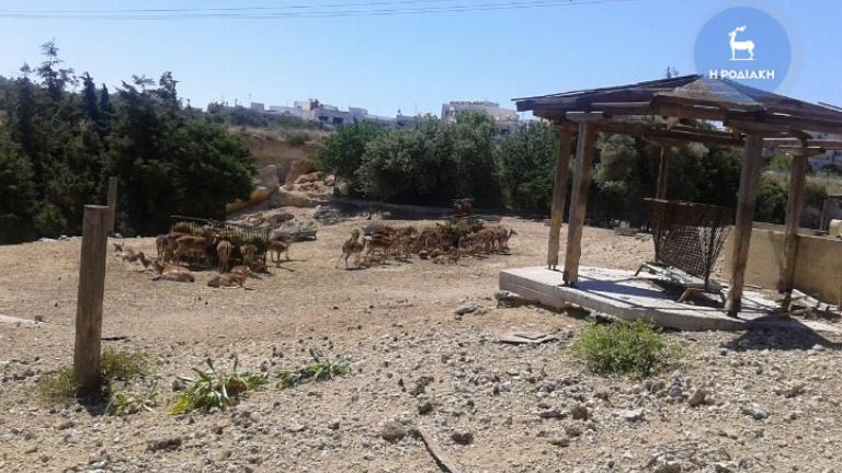 Αγέλη σκύλων κατασπάραξε ελάφια – Φωτογραφίες