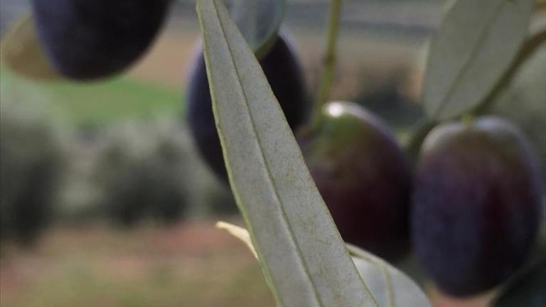 Xylella fastiodiosa-Ανησυχία για τον "έμπολα" των ελαιόδεντρων