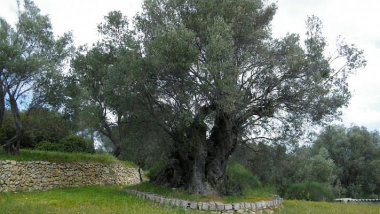  Ελαιόδεντρο στη Χίο διεκδικεί βραβείο ομορφιάς