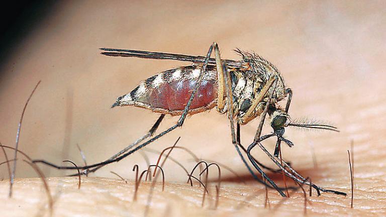 Αναμενόμενη η εμφάνιση κρουσμάτων ελονοσίας, σύμφωνα με το ΚΕΕΛΠΝΟ!
