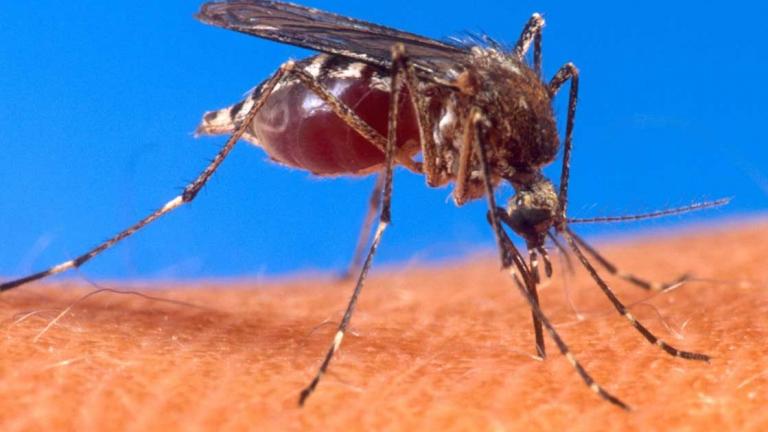 Σε επιφυλακή οι υγειονομικές Αρχές στην Ήπειρο λόγω των κρουσμάτων ελονοσίας