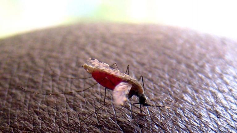 Καθησυχάζει το υπουργείο Υγείας για τα κρούσματα ελονοσίας
