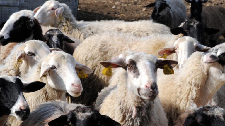 Συναγερμός στη Λέσβο μετά τον εντοπισμό κρουσμάτων ευλογιάς σε αιγοπρόβατα