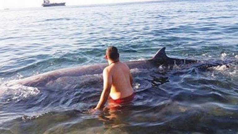 Μωρό φάλαινα σε παραλία της Κρήτης