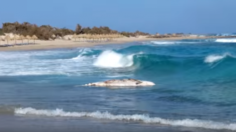 Νεκρή φάλαινα σε παραλία του νησιού Χρυσή της Ιεράπετρας – Video, φωτογραφίες