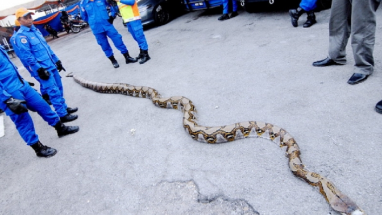 Μαλαισία: Πέθανε το μεγαλύτερο φίδι στον κόσμο! (ΒΙΝΤΕΟ)