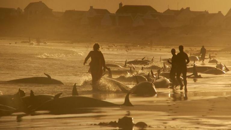 Περισσότερα από 80 δελφίνια πέθαναν στις ακτές της Φλόριντα 