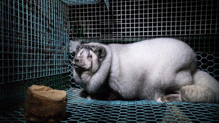 Φρικιαστικές εικόνες από εκτροφεία γούνας στην Φινλανδία (ΦΩΤΟ)