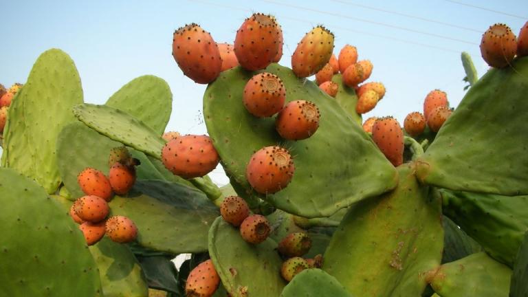 Το φάρμακο για το Hangover βρέθηκε και είναι τα...φραγκόσυκα 