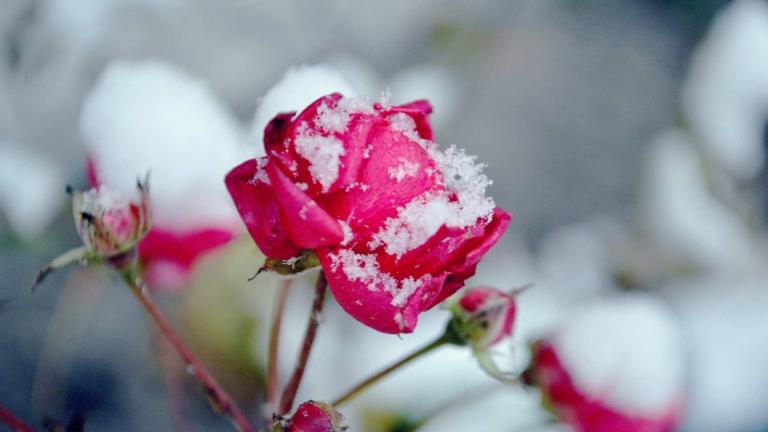 Δείτε πώς θα προστατεύσετε τα φυτά σας από το κρύο και το χιόνι!