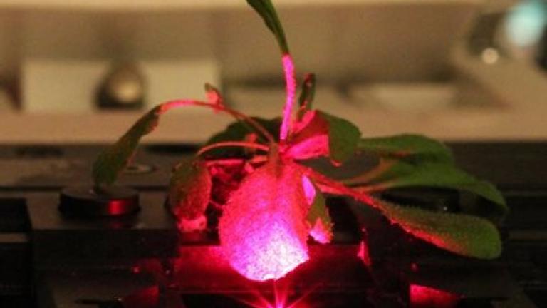 Οι επιστήμονες βρήκαν τρόπο να κάνουν «τούρμπο» τη φωτοσύνθεση των φυτών!