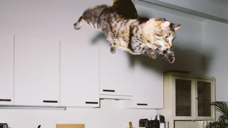 Ιπτάμενες γάτες για τα μάτια σας μόνο!