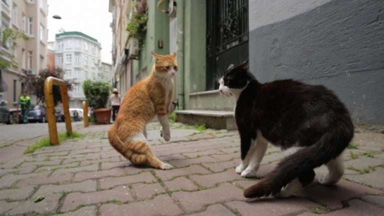 Ντοκιμαντέρ για τις γάτες της Κωνσταντινούπολης! Δείτε το...χνουδωτό τρέιλερ!