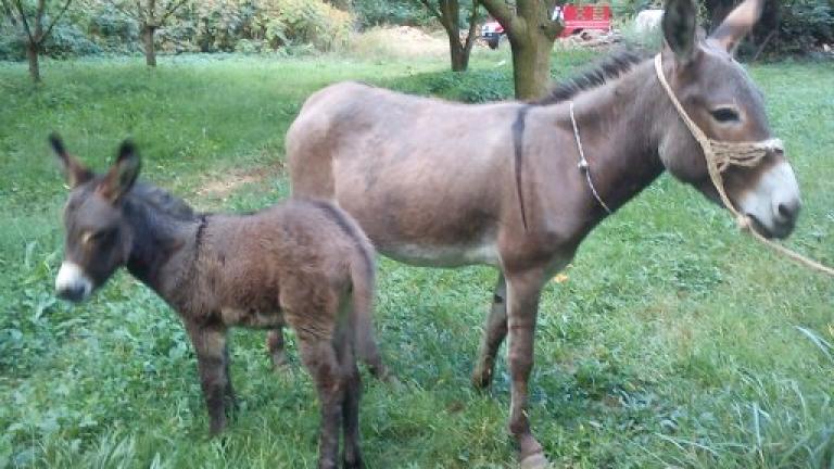 Προσπάθησε να περάσει στην χώρα μας με γαϊδούρια μεγάλη ποσότητα κάνναβης