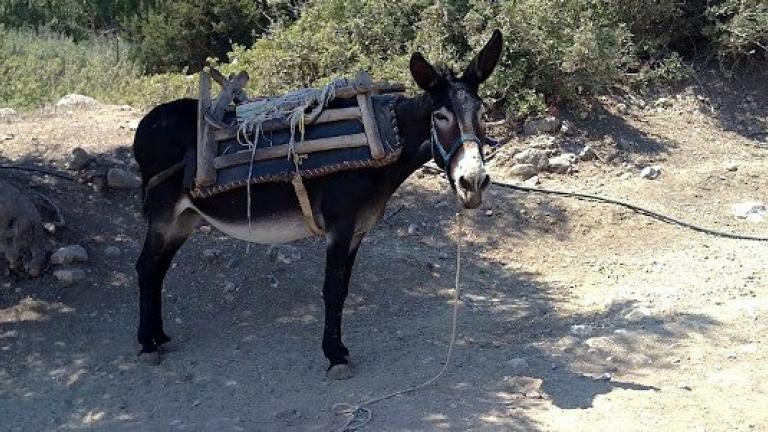 Πρέπει να παντρευτεί το γαϊδούρι που έκανε…σεξ