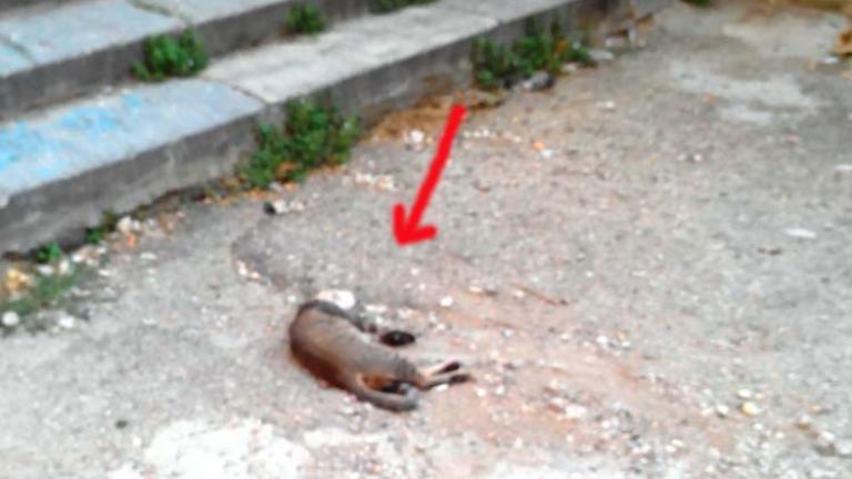 Δύο χρόνια φυλάκιση και χρηματικό πρόστιμο επειδή σκότωσε τη γάτα της γειτόνισσας