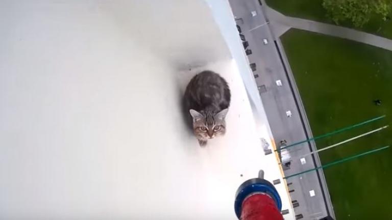 Απίστευτη διάσωση γάτας από τον 12ο όροφο! (ΒΙΝΤΕΟ)