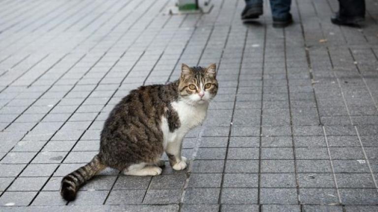 Σοκ! Εξαφανίστηκαν οι γάτες στη Θεσσαλονίκη